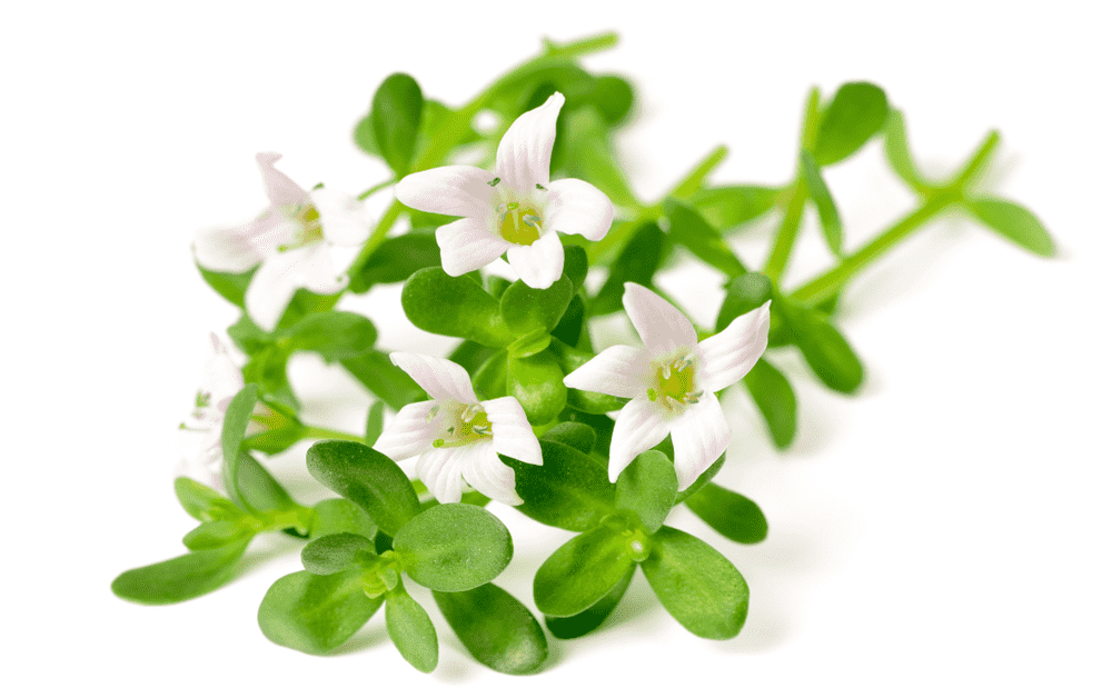 Best Ayurvedic Herbs and Fruits to Boost memory in Hindi