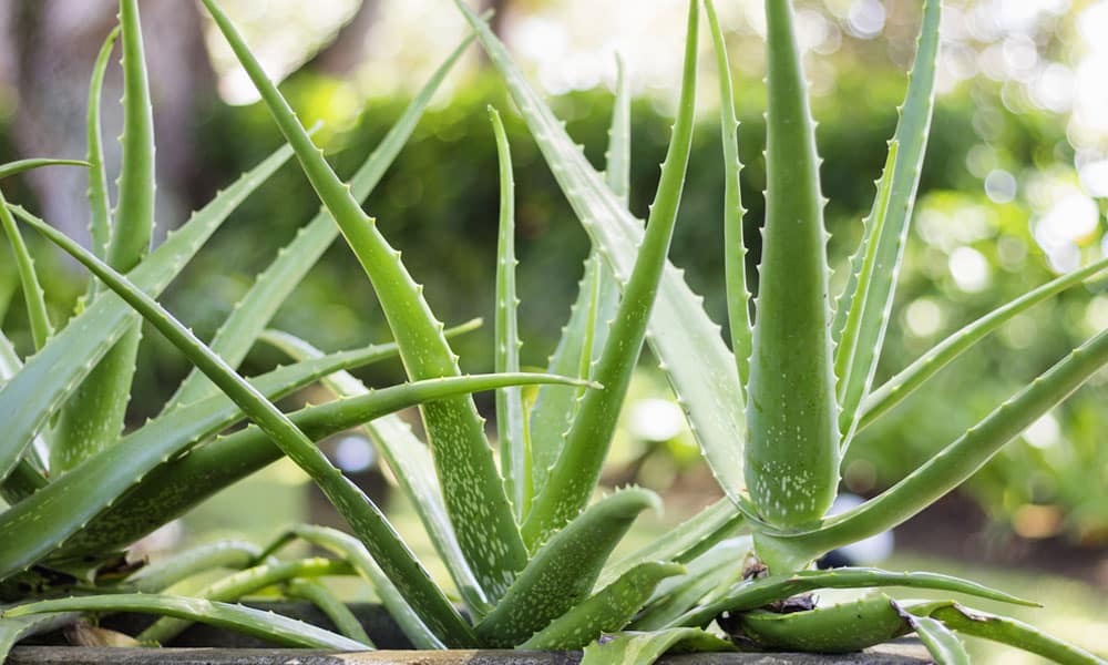 Aloe vera benefits for beauty face