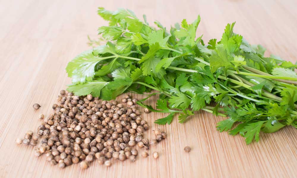 coriander leaves in hindi